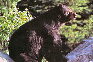 Fall Black Bear Hunting at Argyle Lake Lodge